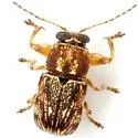 Pachybrachis texanus - photo 5
