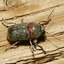 Pachybrachis thoracicus - photo 2