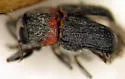 Pachybrachis thoracicus - photo 3