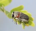Pachybrachis thoracicus - photo 4