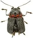 Pachybrachis thoracicus - photo 5