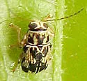 Pachybrachis tridens - Pachybrachis tridens