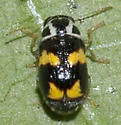 Pachybrachis tridens - photo 2