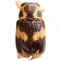 Pachybrachis tridens - photo 4