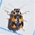 Pachybrachis tridens - photo 5