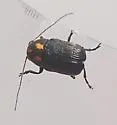 Pachybrachis trinotatus - photo 2