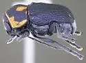 Pachybrachis trinotatus - photo 4
