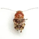 Pachybrachis turbidus - Pachybrachis turbidus