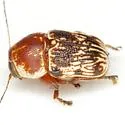 Pachybrachis turbidus - photo 2