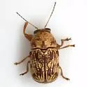 Pachybrachis turbidus - photo 3
