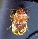 Pachybrachis turbidus - photo 4
