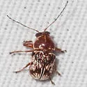 Pachybrachis turbidus - photo 5