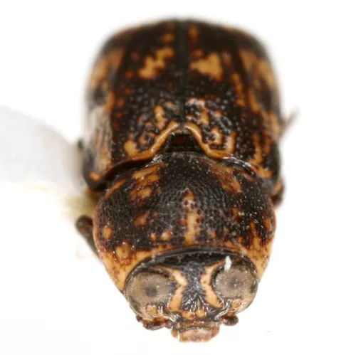 Pachybrachis turgidicollis - Pachybrachis turgidicollis