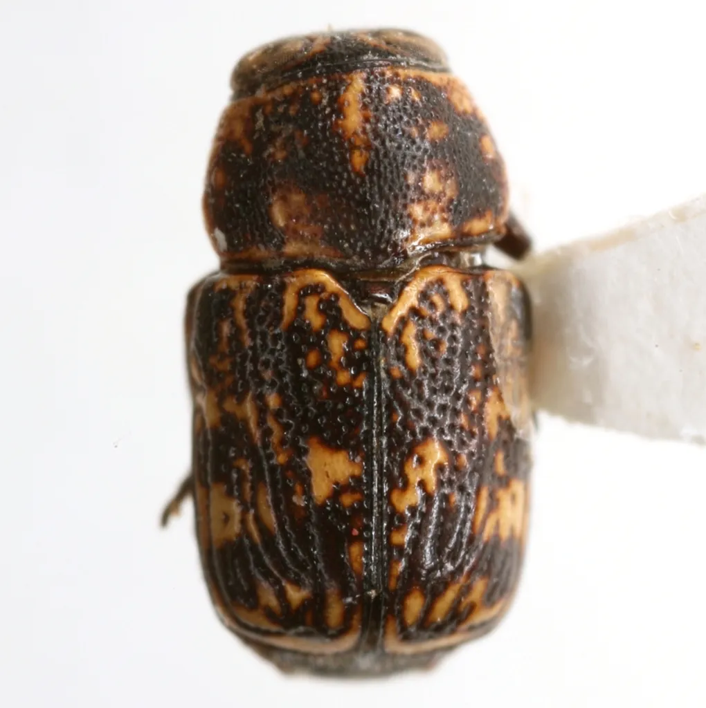 Pachybrachis turgidicollis - photo 2