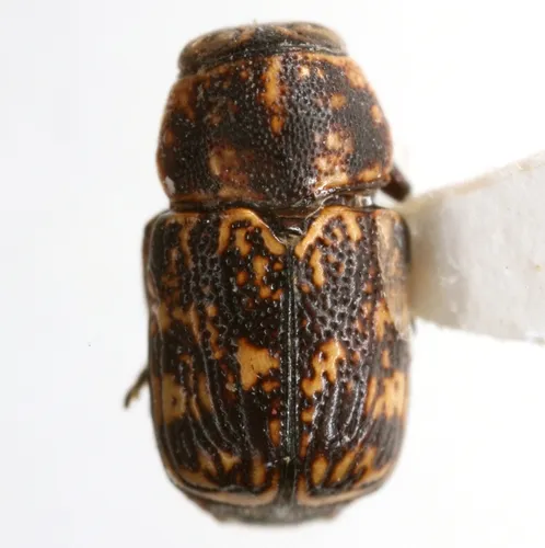 Pachybrachis turgidicollis - photo 3