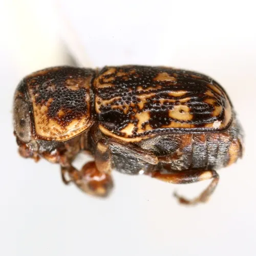 Pachybrachis turgidicollis - photo 4