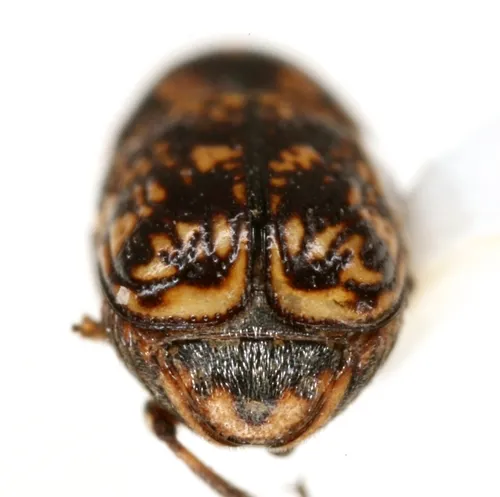 Pachybrachis turgidicollis - photo 5
