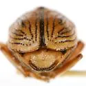 Pachybrachis umbraculatus - photo 2
