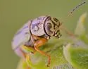 Pachybrachis umbraculatus - photo 3