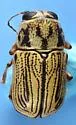 Pachybrachis umbraculatus - photo 4