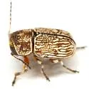 Pachybrachis varians - photo 2