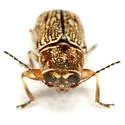 Pachybrachis varians - photo 3