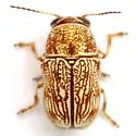 Pachybrachis varians - photo 4