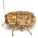 Pachybrachis varians - photo 5