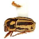 Pachybrachis viduatus - photo 2