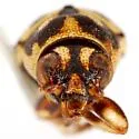 Pachybrachis viduatus - photo 3