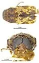 Pachybrachis vigilans - photo 2