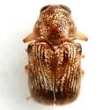Pachybrachis vigilans - photo 3