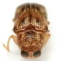Pachybrachis vigilans - photo 4