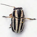 Pachybrachis virgatus - Pachybrachis virgatus