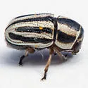 Pachybrachis virgatus - photo 2
