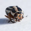 Pachybrachis virgatus - photo 3