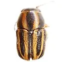 Pachybrachis virgatus - photo 4