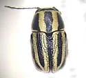 Pachybrachis virgatus - photo 5