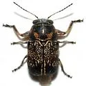 Pachybrachis wenzeli