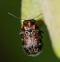 Pachybrachis wenzeli - photo 2