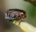 Pachybrachis wenzeli - photo 3