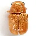 Pachybrachis xantholucens - Pachybrachis xantholucens