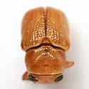 Pachybrachis xantholucens - photo 2