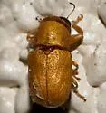 Pachybrachis xantholucens - photo 3