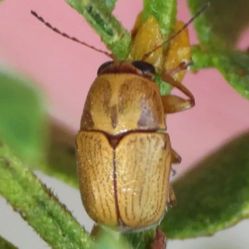 Split-neck Creosote Pachy - photo 8