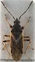 Pachybrachius fracticollis