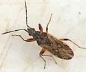 Pachybrachius fracticollis - photo 2