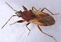 Pachybrachius luridus - photo 2