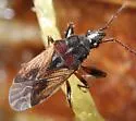Pachybrachius luridus - photo 3