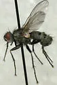Pachyceramyia robusta - Pachyceramyia robusta